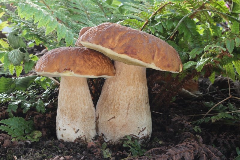 11 августа – День белого гриба
