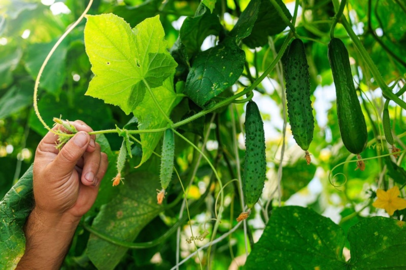 ООО «ТК Подмосковье» из Воскресенска - одно из ведущих предприятий региона  