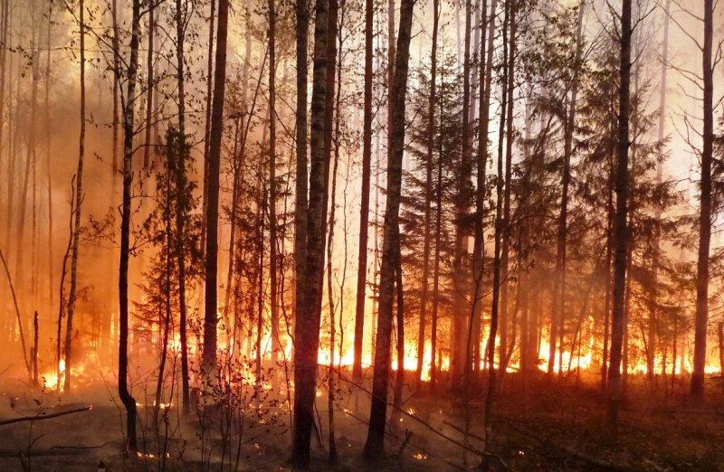 Высокая опасность пожаров в лесах сохранится до конца лета