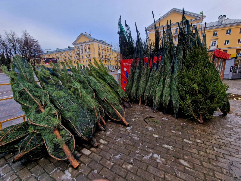 В Воскресенске стартовали ёлочные базары