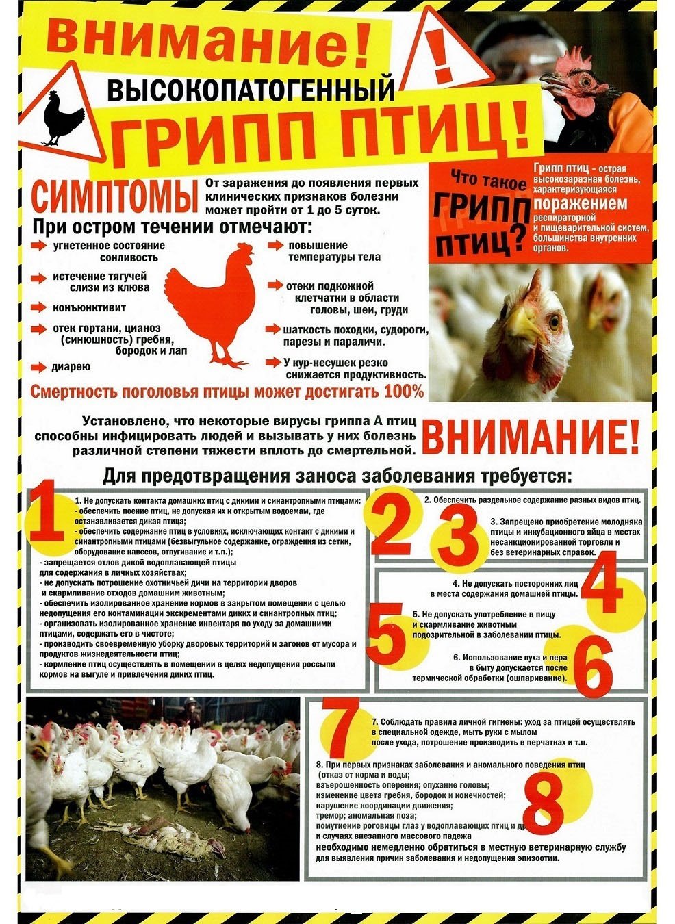 План профилактики гриппа птиц