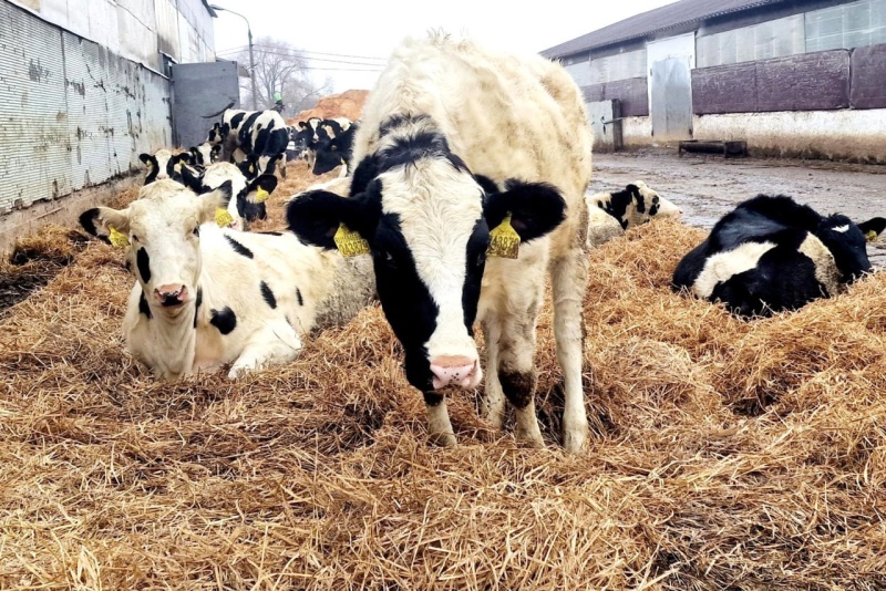 Комфортный микроклимат и трёхразовое питание: в АО «Воскресенское» рассказали, как добиться высоких надоев коров