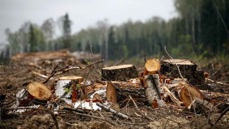 За незаконную вырубку леса в Московской области два гражданина России привлечены к уголовной ответственности  
