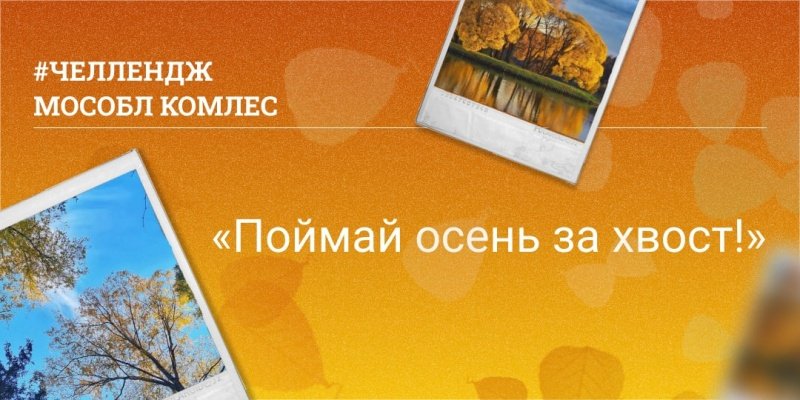 Комитет лесного хозяйства Московской области подводит итоги челленджа #Золотаяосень2022