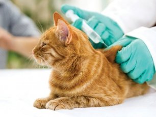 Бесплатная вакцинация животных против бешенства