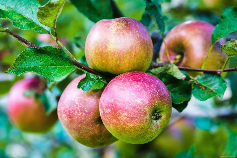 13 интересных фактов о яблоках