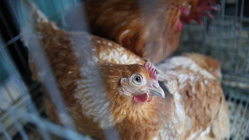 Ветеринары предупреждают об опасности птичьего гриппа