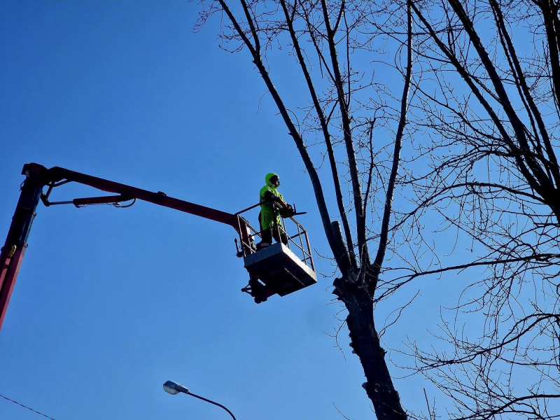 В Воскресенске провели опиловку деревьев на улице Суворова