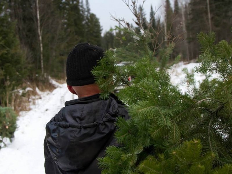 В лесах городского округа Воскресенск  усилят патрулирования по охране молодняков
