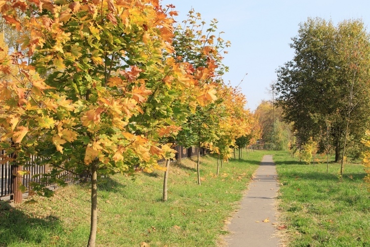 Восстановление лесов: как изменился сквер на улице Ленинской в Воскресенске