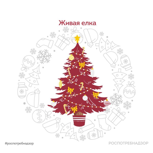 Роспотребнадзор рассказывает, как правильно выбрать новогоднюю ёлку 