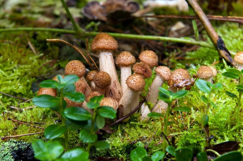 В лес за грибами: в Подмосковье начался сезон осенних опят