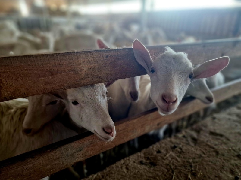 На созданной при грантовой поддержке ферме «Три козы» в Щельпино освоили производство пармезана и йогуртов