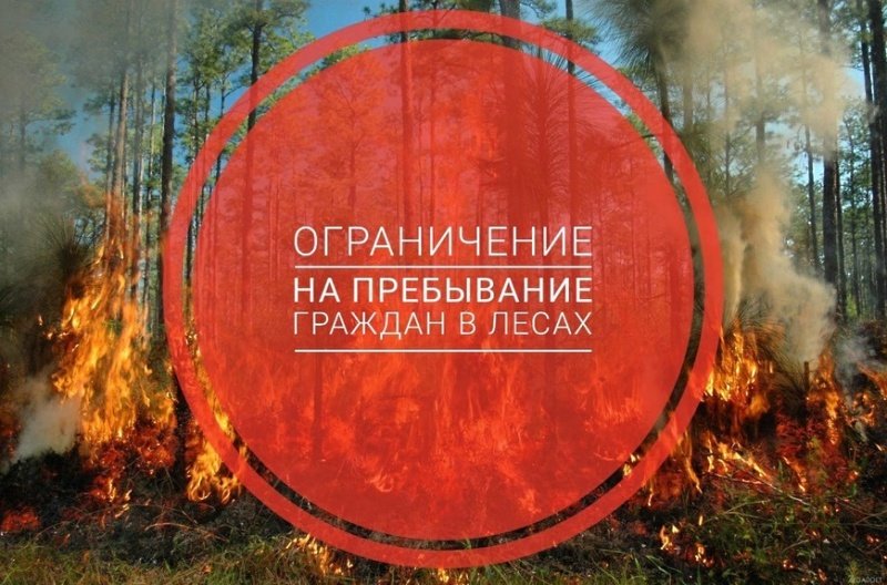 В лесах Московской области установлена высокая пожарная опасность