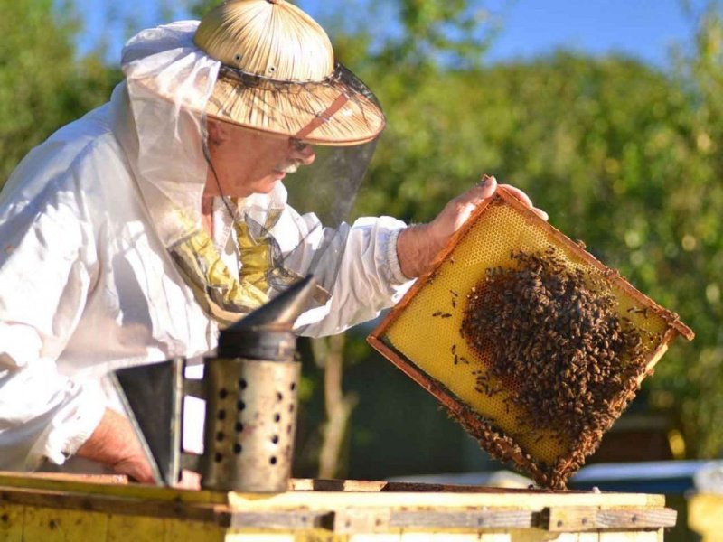 Вниманию пчеловодов!