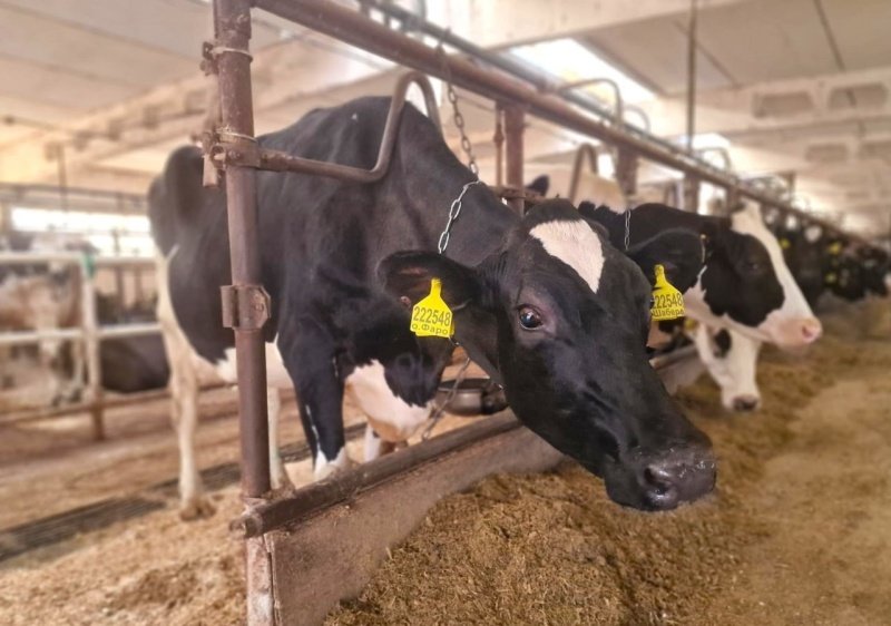 Звёздная корова Шабера из Воскресенка ушла в «декрет»: у рекордсменки будет тёлочка