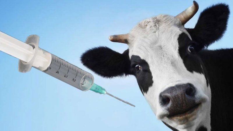 В Подмосковье проходит весенняя кампания вакцинации сельскохозяйственных животных