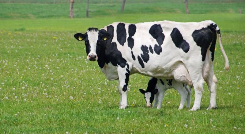 Лучшая корова в Московской области по результатам бонитировки за 2021 год из Воскресенска