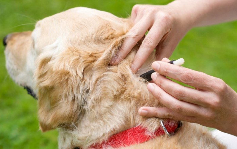 Специалисты  рекомендуют начать обработку домашних животных от клещей