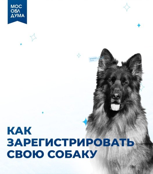 В Московской области вступает в силу закон о регистрации домашних животных