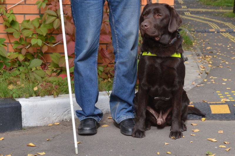 13 ноября — Международный день слепых