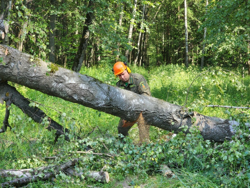 Воскресенск присоединился к экологической акции «Единой России» «Чистый лес»