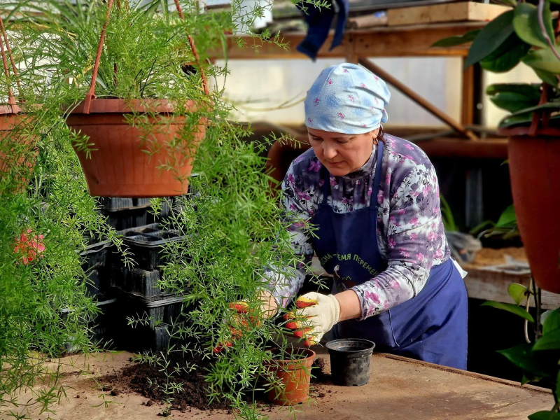 Более 60 тысяч цветов высадят на клумбах Воскресенска в новом сезоне