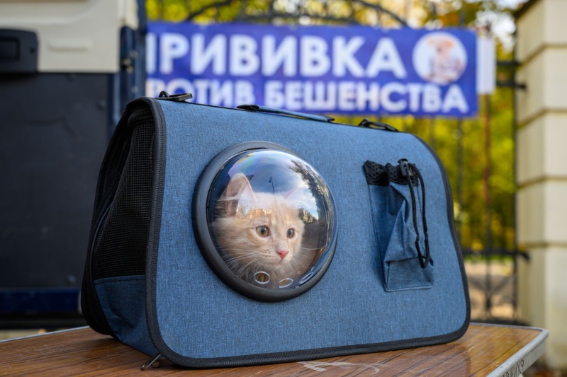 В городском округе Воскресенск пройдёт бесплатная вакцинация против бешенства домашних животных 