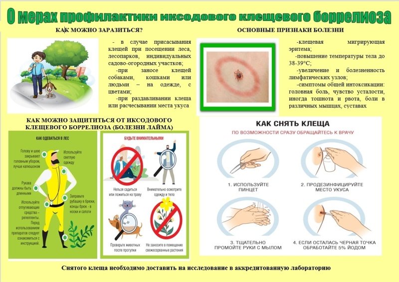 О мерах профилактики инфекций, передающиеся клещами