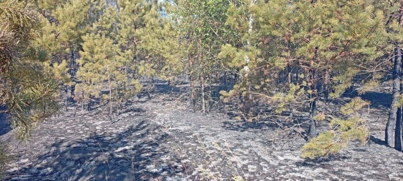 Воскресенские лесничие ликвидировали 6 возгораний в лесных массивах в минувшие выходные 