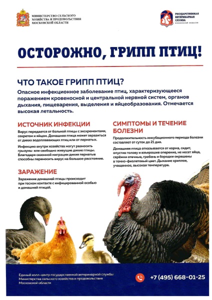 Осторожно: птичий грипп! 