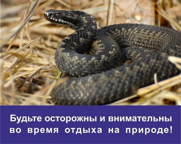 Мособлпожспас предупреждает жителей региона о проснувшихся в лесу ядовитых змеях