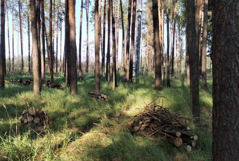 Сотрудники воскресенского лесничества провели санитарно-оздоровительные мероприятия по защите леса