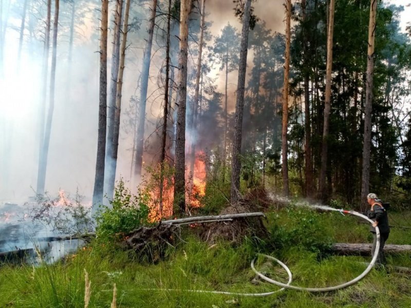 За неделю подмосковные лесопожарные формирования ликвидировали 55 пожаров
