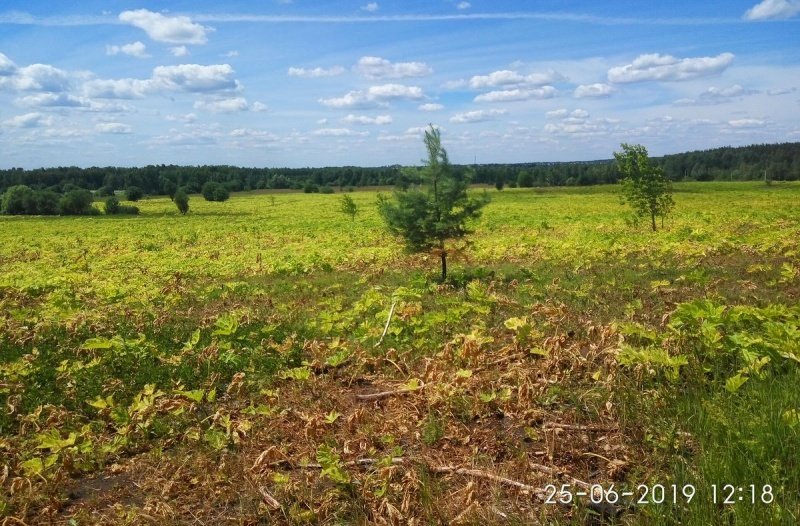 Ещё раз о борщевике