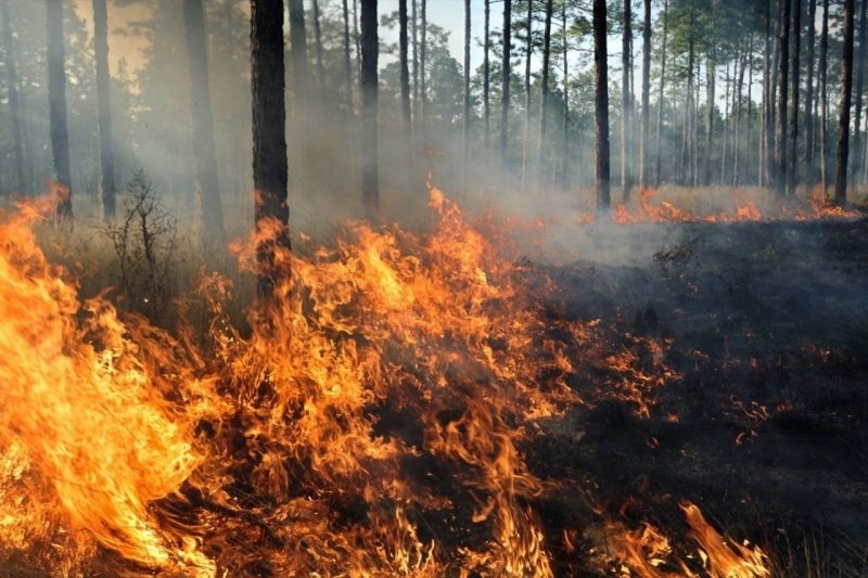 ​​Из-за жары любая искра может вызвать пожар в лесу