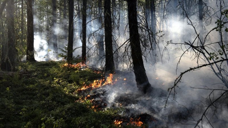 В Подмосковье ограничили посещение лесов до 28 августа из-за риска пожаров